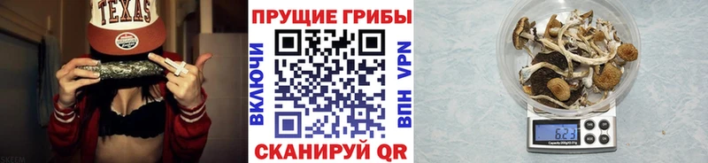 купить наркотик  Тосно  Псилоцибиновые грибы MAGIC MUSHROOMS 